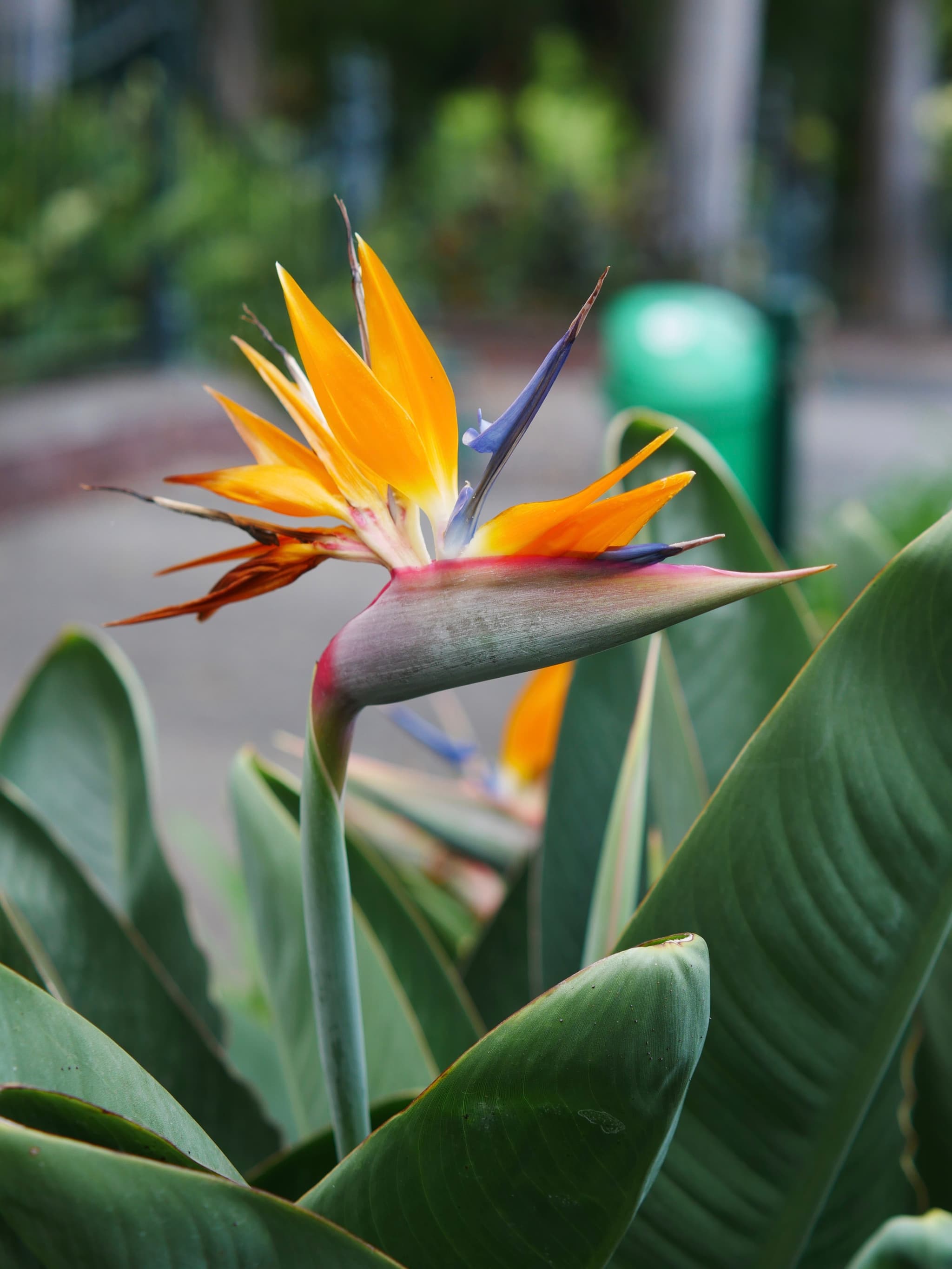 Bird of Paradise