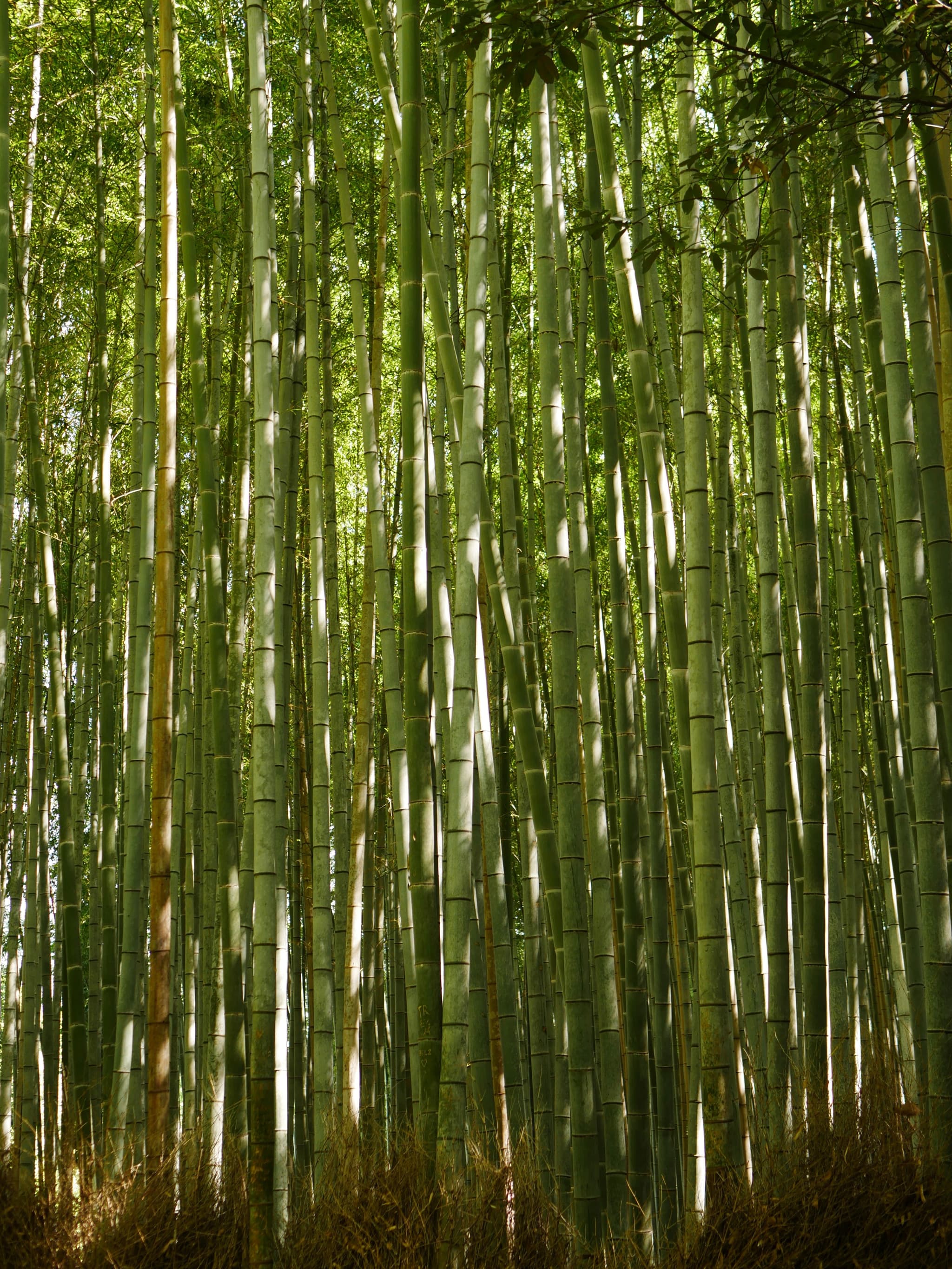 Bamboo