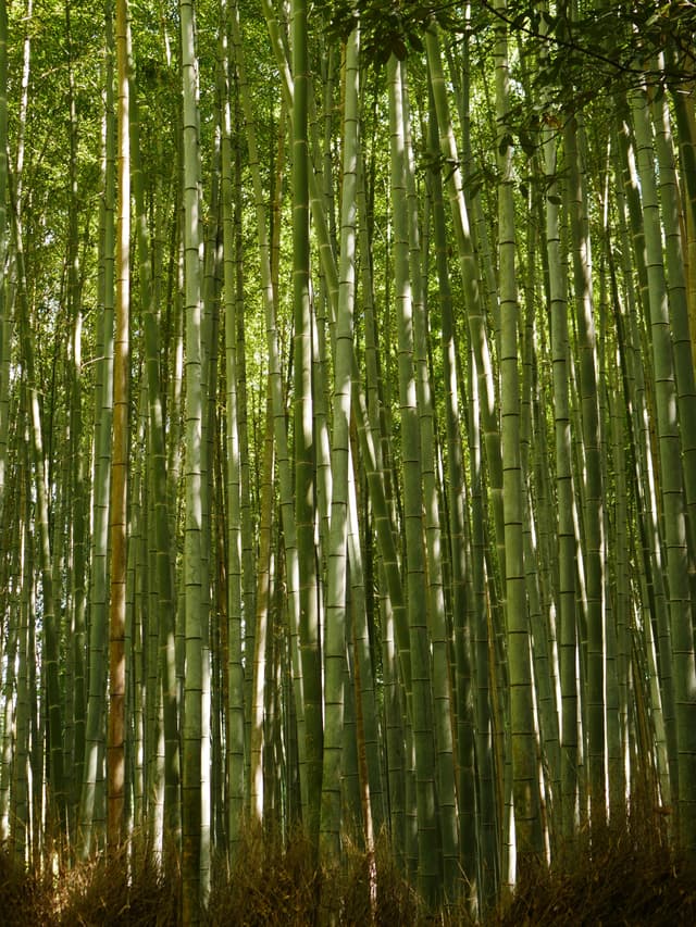 Bamboo